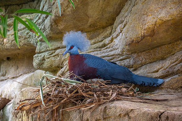 Sclater's crowned pigeon