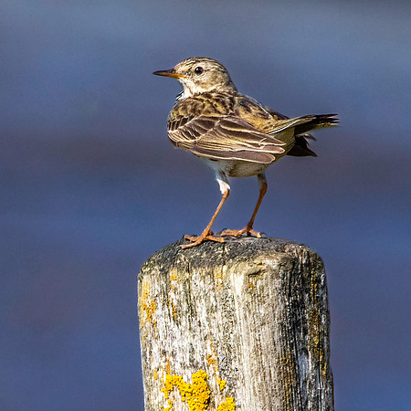 Meadow pipit