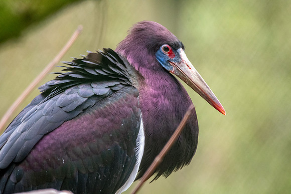 Abdim's Stork