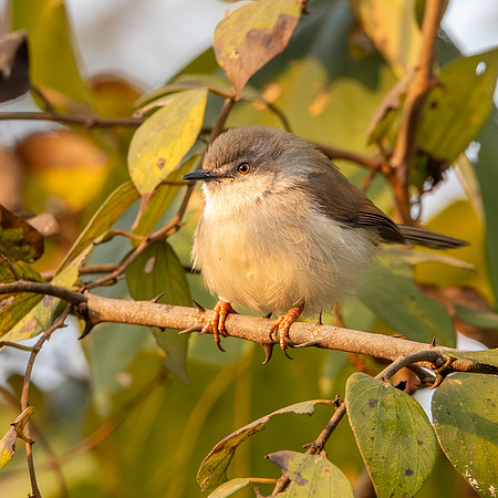 Immature Grey breasted / Franklin's prinia