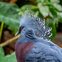 Victoria crowned pigeon