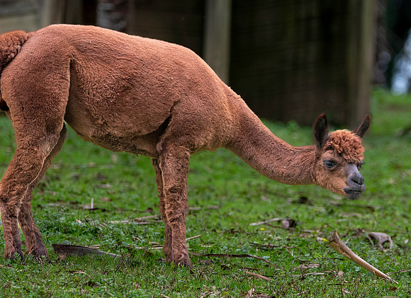 Alpaca