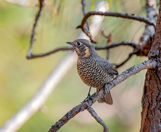 Chestnut bellied rock thrush