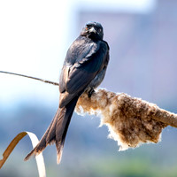 Black drongo