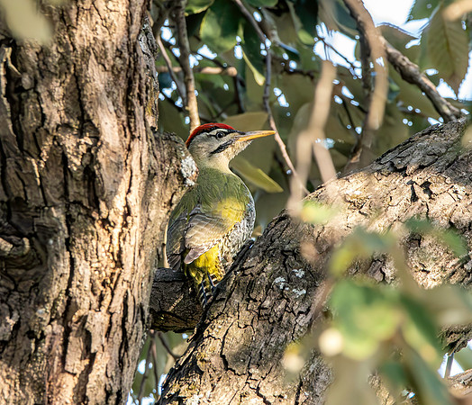 Scaly bellied woodpecker
