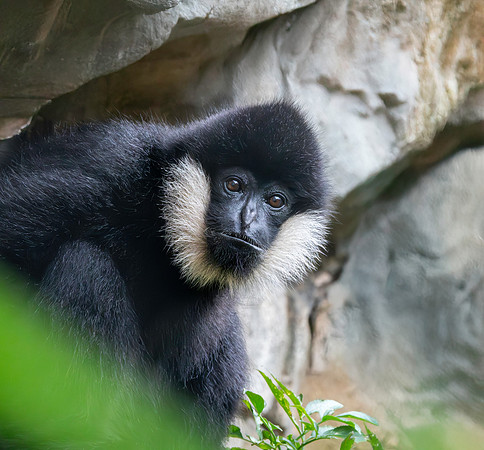Northern white cheeked gibbon