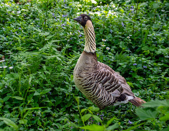Hawaiian Nene Goose
