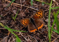 Small copper