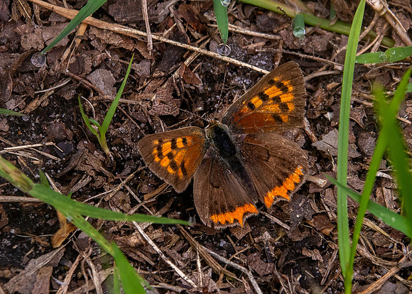 Small copper