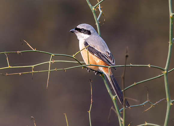 Grey backed shrike