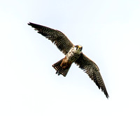 Hobby