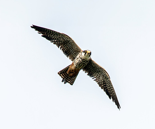Hobby