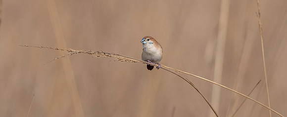 Indian silverbill