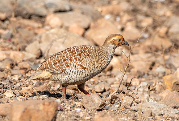 Grey francolin