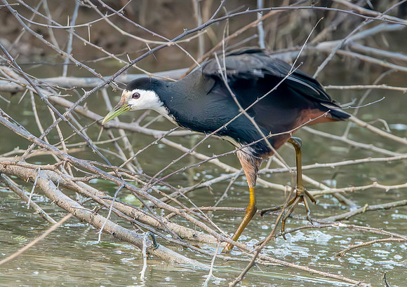 White breasted waterhen