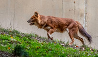 Dhole