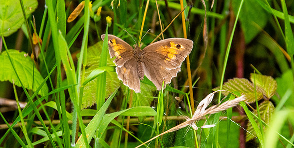 Meadow brown