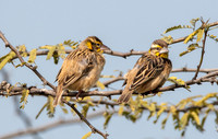 Black breasted weaver