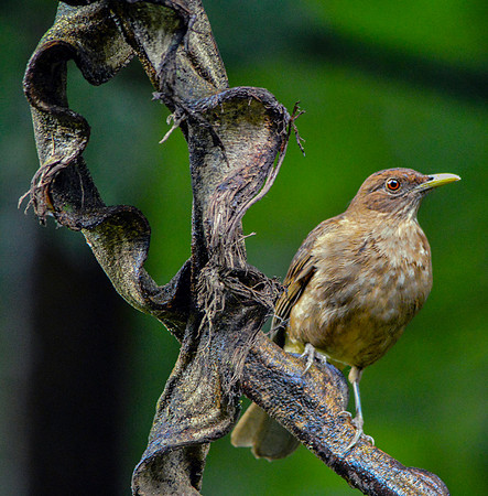 Clay coloured robin/thrush