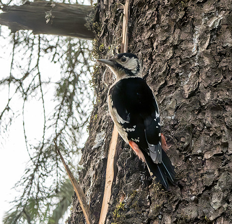 Himalayan woodpecker