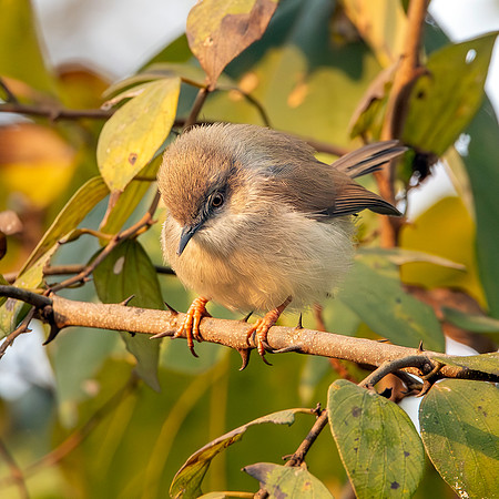 Immature Grey breasted / Franklin's prinia