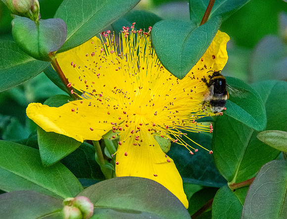 White tailed bee