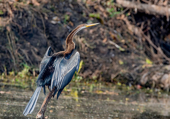 Indian / Oriental darter