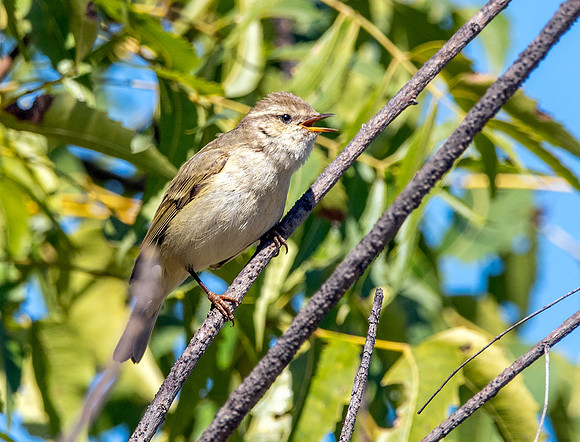 Hume's leaf warbler