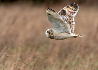 Short eared owl