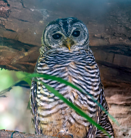 Chaco owl