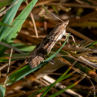 Rush veneer moth