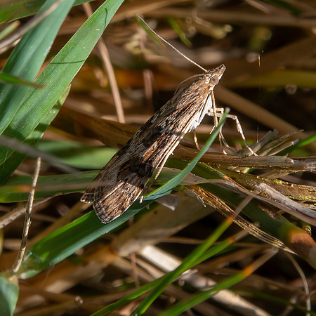 Rush veneer moth