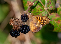 Speckled wood