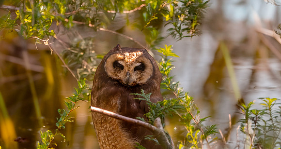 Marsh owl