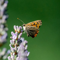 Small copper