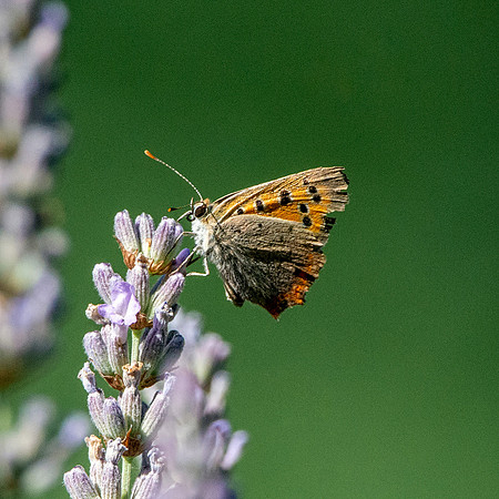 Small copper