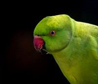 Ring-necked parakeet / Rose-ringed parakeet