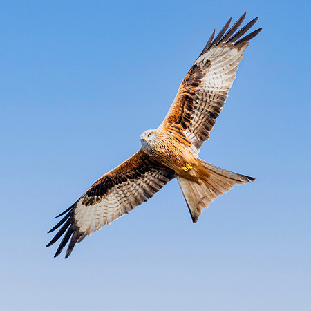 Red kite