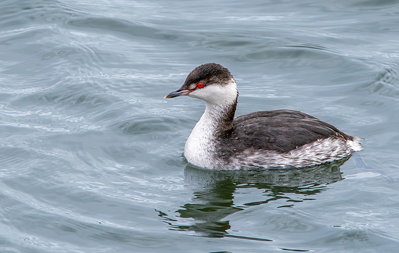 Slavonian grebe