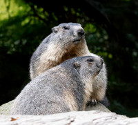 Alpine Marmot