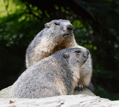 Alpine Marmot