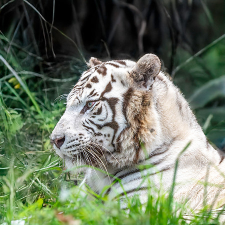 White tiger