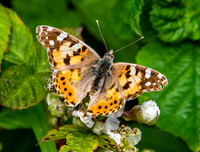 Painted lady