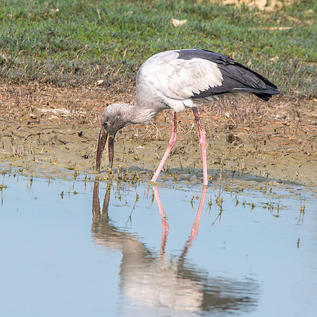 Asian Openbill stork