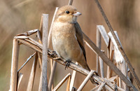 Isabelline shrike