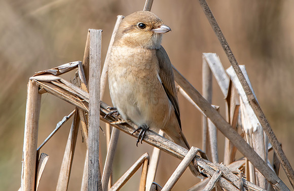 Isabelline shrike
