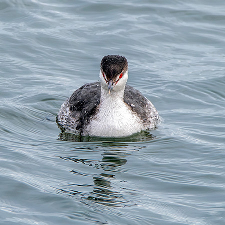 Slavonian grebe