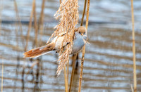 Bearded tit / bearded reedling