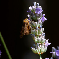 Burnet companion