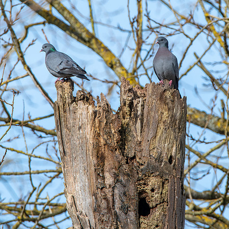 Stock dove
